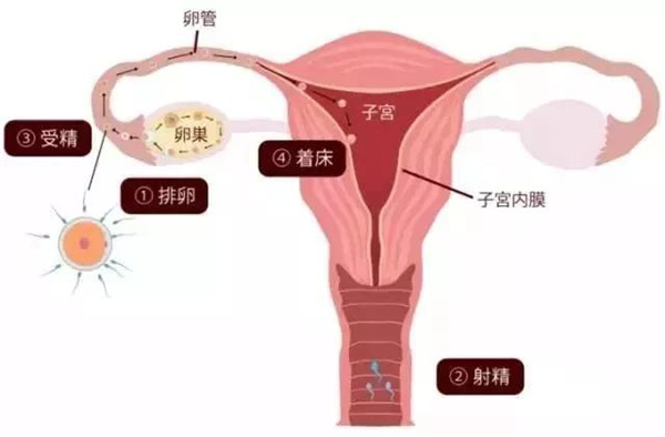 上海集爱做供卵三代自怀试管费用是多少？