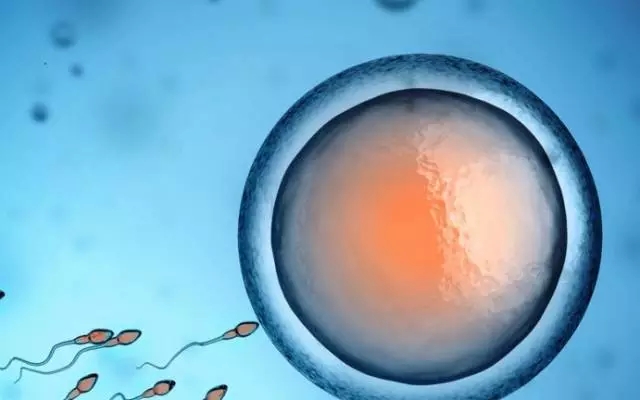 上海红房子医院做供卵代怀做供卵试管的成功率高吗？能否达到60%？