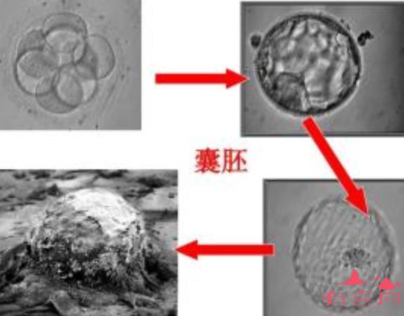 计算新鲜胚胎3天做借卵三代自怀试管移植的预产期最准确的算法是什么？