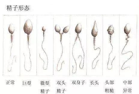 驻马店市中心医院做人工授精的费用可以报销一半吗