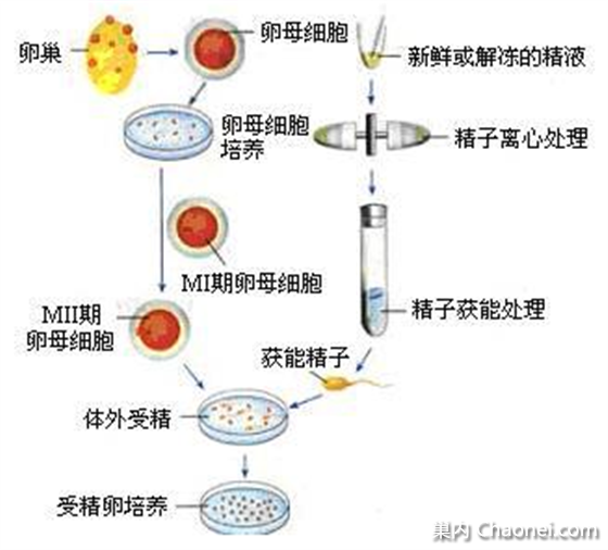 做供卵试管婴儿冻胚几天能测出来
