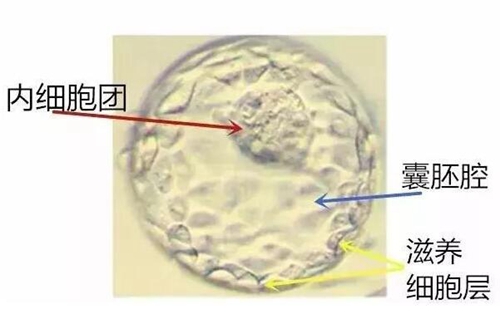 北京第三代借卵做试管婴儿纳入医保