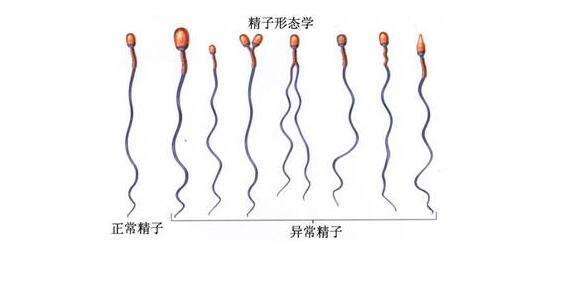 北京174医院试管婴儿成功率高吗