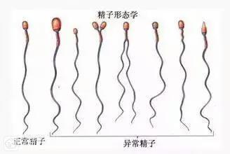 北京供卵机构亲贝