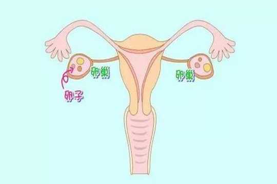 试管10个卵泡取了2个卵子