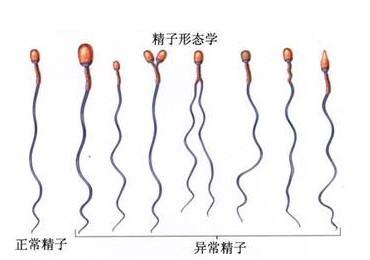 卵泡黄素化排卵试纸会一直强阳转弱吗+