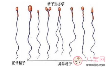 北京代怀地址医院排名,2024热门供卵机构参考