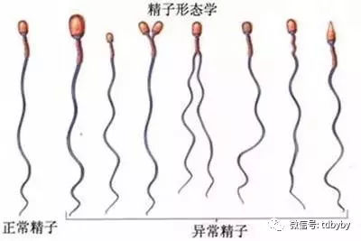试管移植为什么有的囊胚着床有早有晚