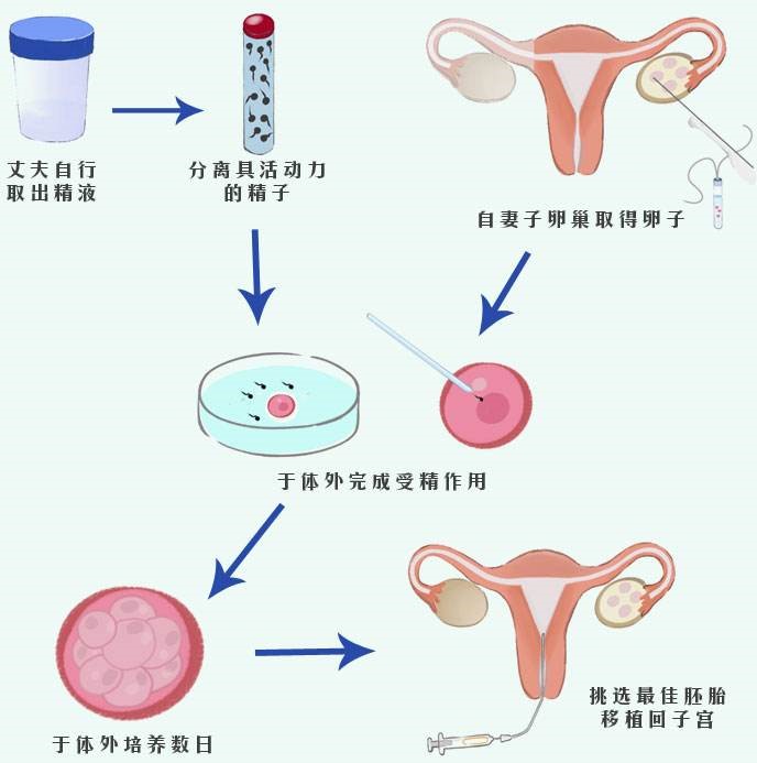 人一生卵子的数量是固定的吗